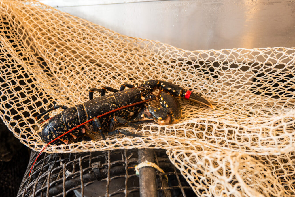 Fruits de mer à Hennuyères